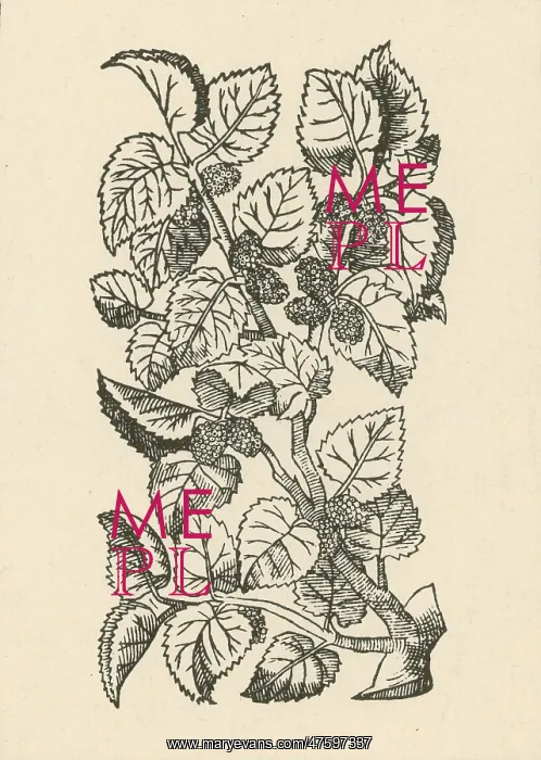 : Red Mulberry : Red Mulberry