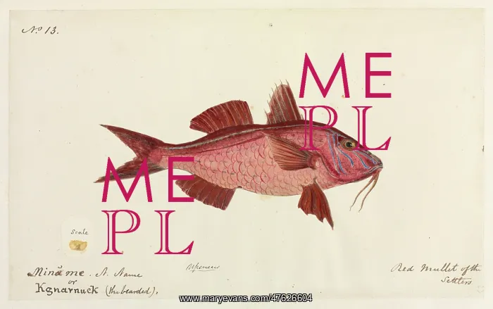 : Red mullet by Robert Neill : Red mullet by Robert Neill