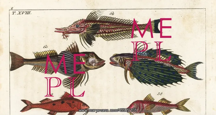 : Red mullet, spotted goatfish and gurnards : Red mullet, spotted goatfish and gurnards