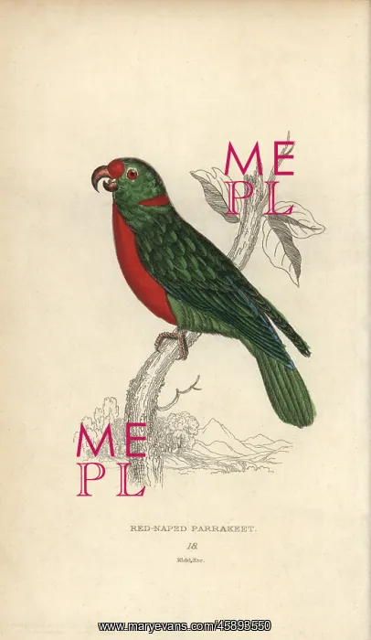 : Red-naped parrakeet, Psittacus nuchalis : Red-naped parrakeet, Psittacus nuchalis