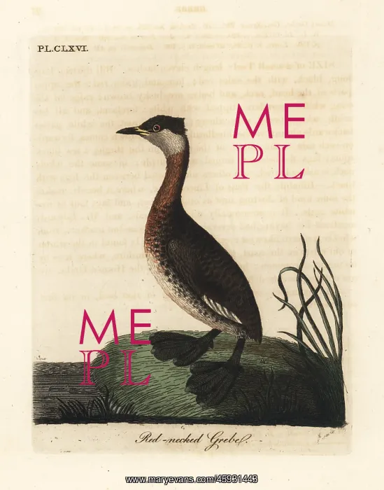 : Red-necked grebe, Podiceps grisegena : Red-necked grebe, Podiceps grisegena