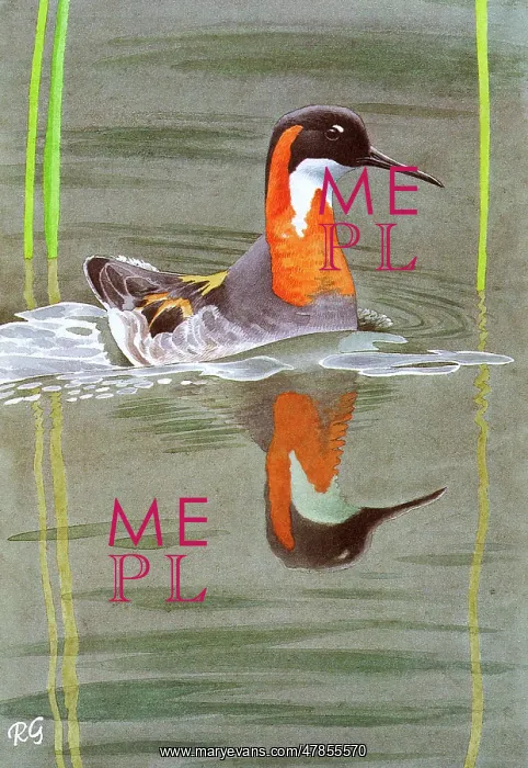 : RED NECKED PHALAROPE : RED NECKED PHALAROPE