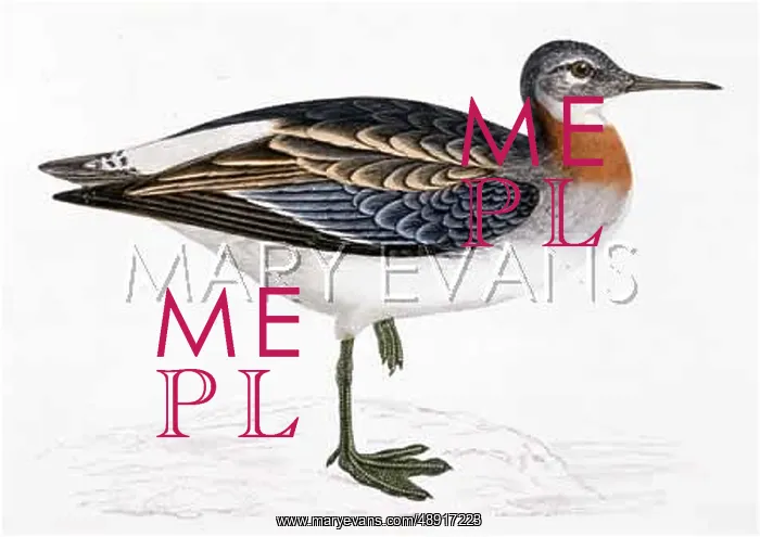 : RED-NECKED PHALAROPE : RED-NECKED PHALAROPE