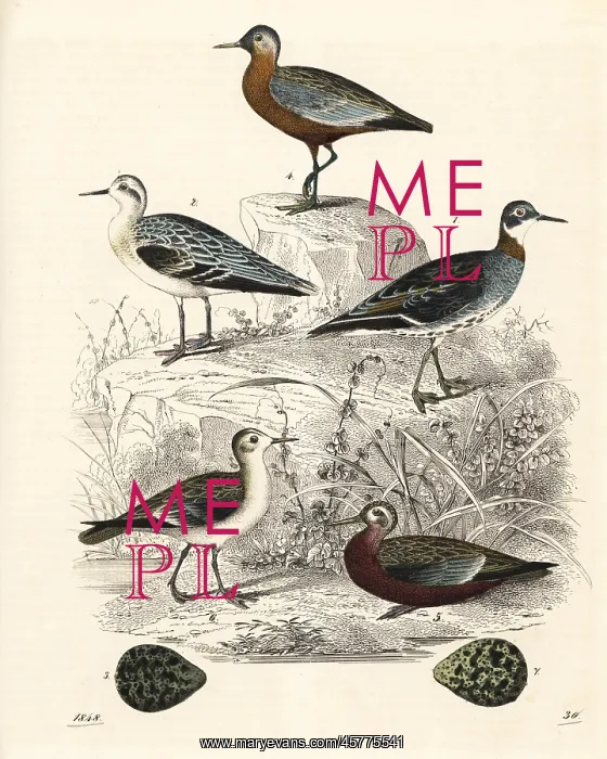 : Red-necked phalarope and grey phalarope : Red-necked phalarope and grey phalarope