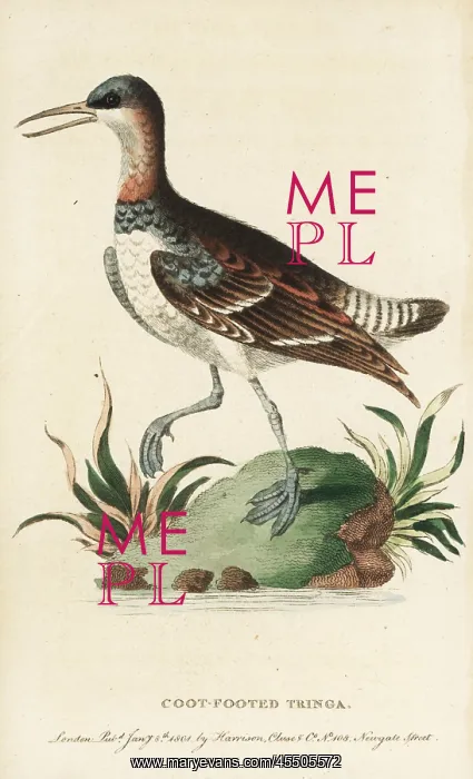 : Red-necked phalarope, Phalaropus lobatus : Red-necked phalarope, Phalaropus lobatus