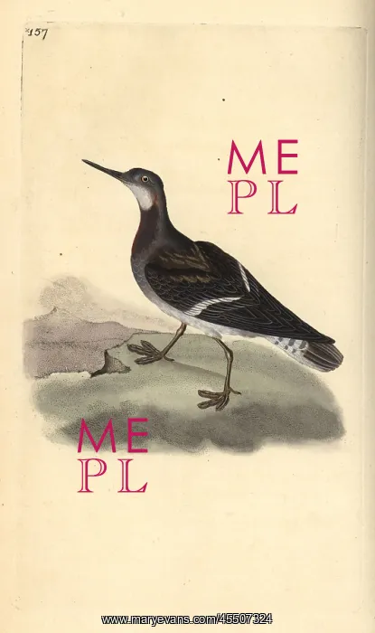 : Red-necked phalarope, Phalaropus lobatus : Red-necked phalarope, Phalaropus lobatus