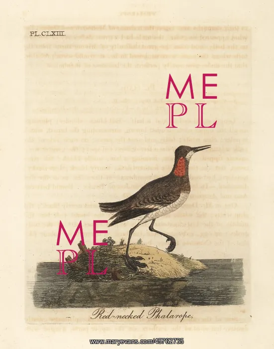 : Red necked phalarope, Phalaropus lobatus : Red necked phalarope, Phalaropus lobatus