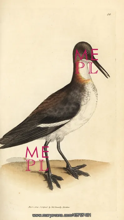 : Red-necked phalarope, Phalaropus lobatus : Red-necked phalarope, Phalaropus lobatus