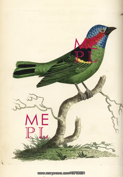 : Red-necked tanager, Tangara cyanocephala : Red-necked tanager, Tangara cyanocephala