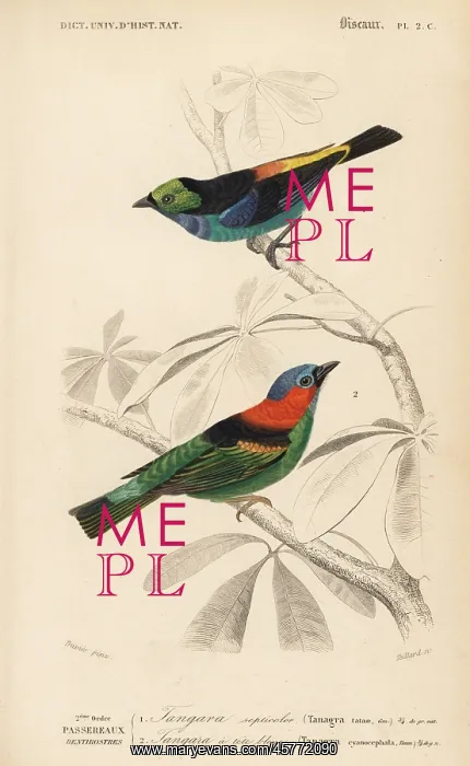 : Red-necked tanager, Tangara cyanocephala : Red-necked tanager, Tangara cyanocephala