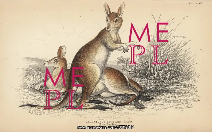 : Red-necked wallaby, Macropus rufogriseus : Red-necked wallaby, Macropus rufogriseus
