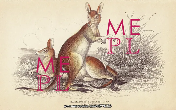: Red-necked wallaby, Macropus rufogriseus : Red-necked wallaby, Macropus rufogriseus