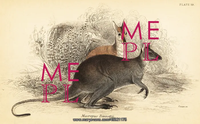 : Red-necked wallaby, Macropus rufogriseus : Red-necked wallaby, Macropus rufogriseus