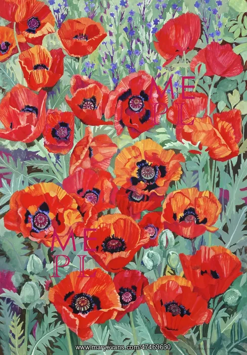  : Red and Orange Poppies