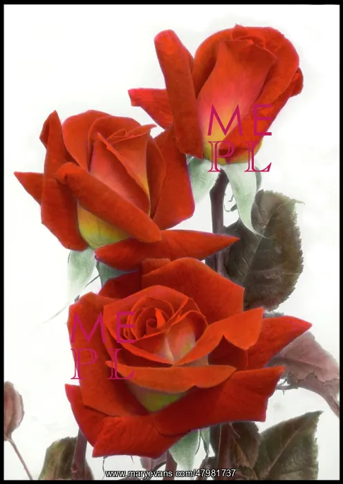 : Three red-orange roses : Three red-orange roses