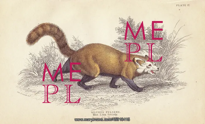 : Red panda, Ailurus fulgens : Red panda, Ailurus fulgens