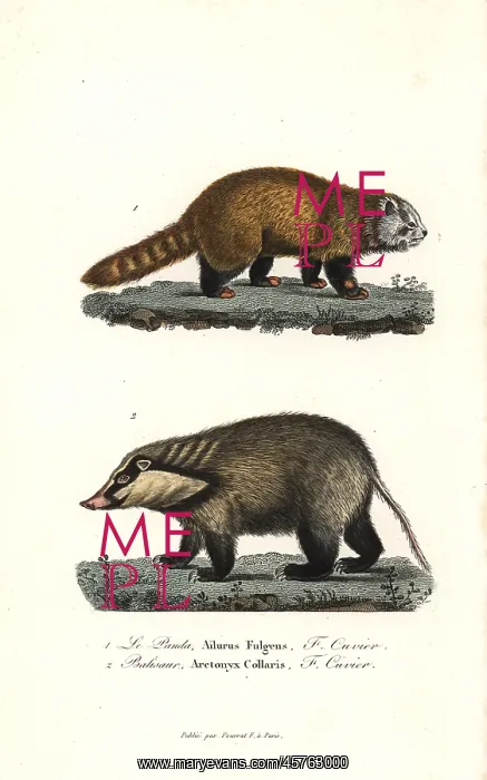 : Red panda (endangered) and hog badger : Red panda (endangered) and hog badger