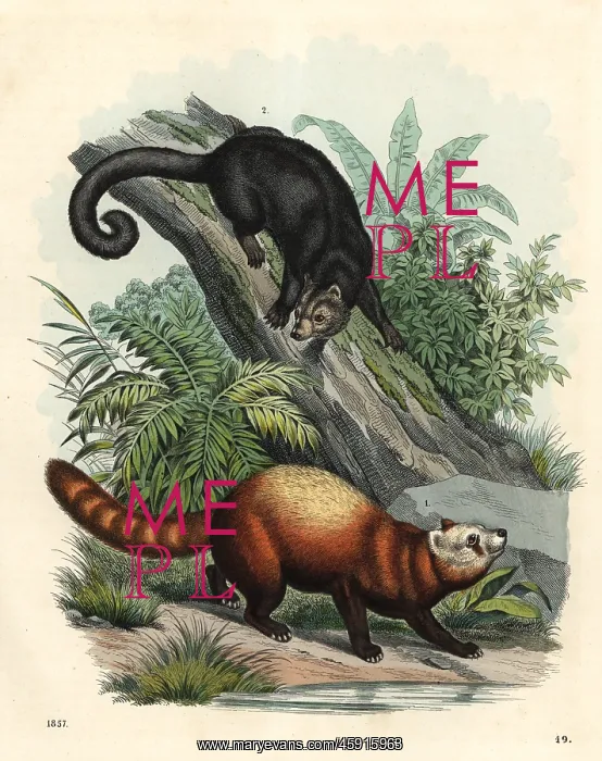 : Red panda and palawan bearcat : Red panda and palawan bearcat