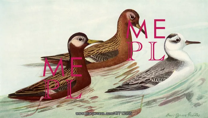  : Red Phalarope