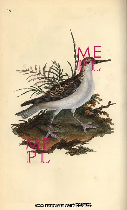 : Red phalarope, Phalaropus fulicarius : Red phalarope, Phalaropus fulicarius