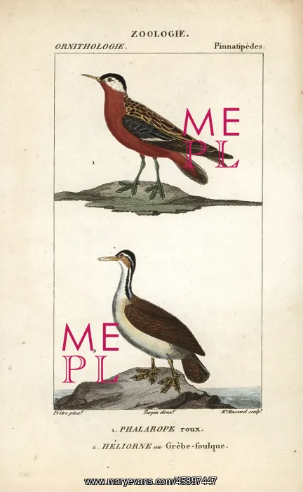 : Red phalarope, Phalaropus fulicarius, and sungrebe : Red phalarope, Phalaropus fulicarius, and sungrebe