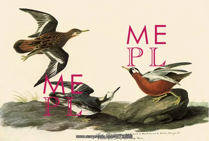 : Red Phalaropes : Red Phalaropes