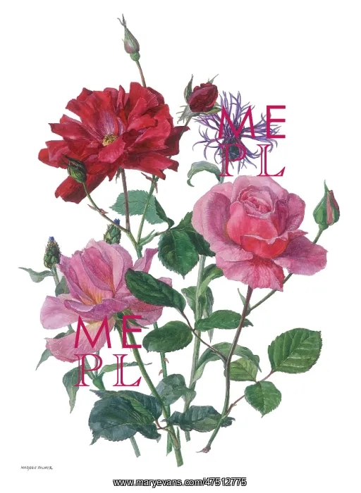  : Red and Pink Roses and Cornflower