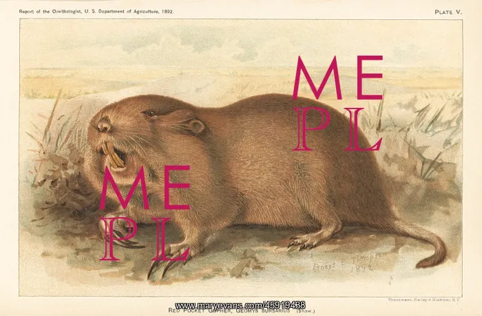 : Red or plains pocket gopher, Geomys bursarius : Red or plains pocket gopher, Geomys bursarius