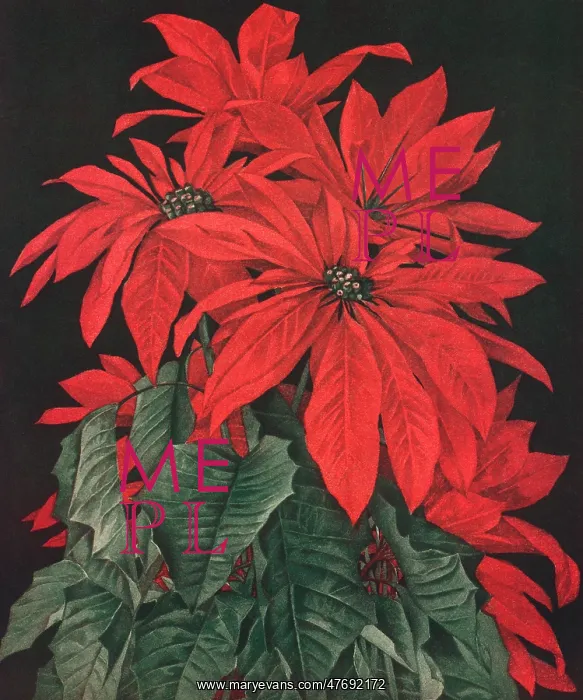 : Red Poinsettias : Red Poinsettias