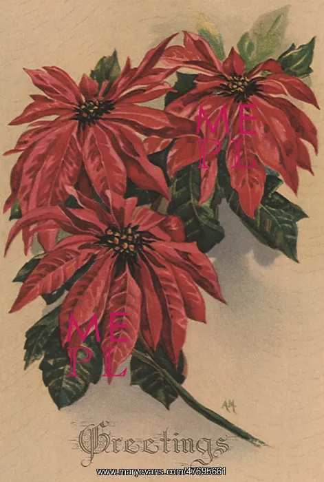 : Red Poinsettias : Red Poinsettias