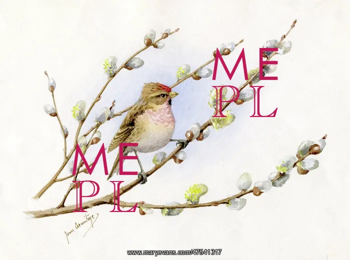  : Red Poll on Pussy Willow