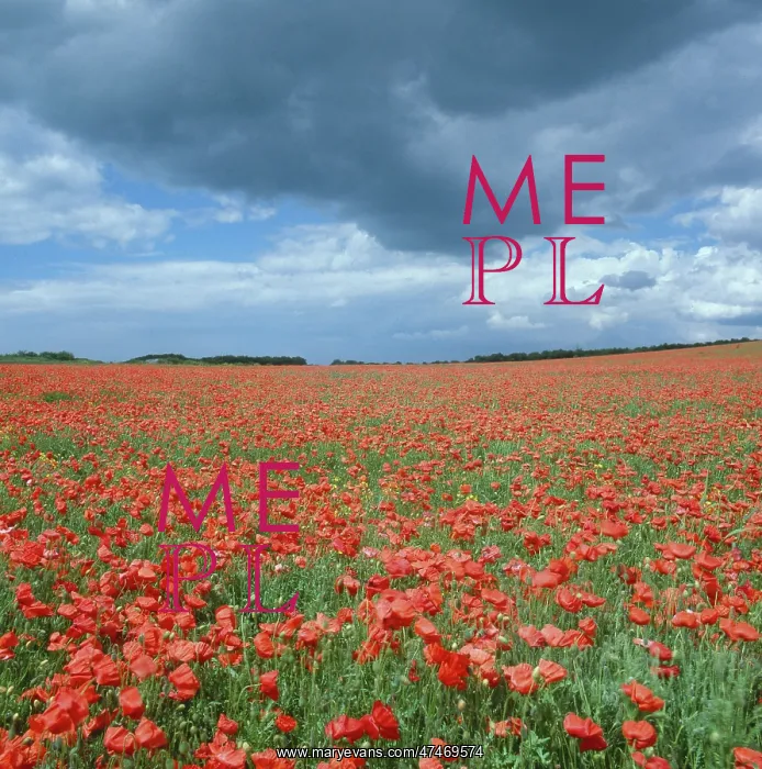 : Red Poppies ? field of poppies : Red Poppies ? field of poppies