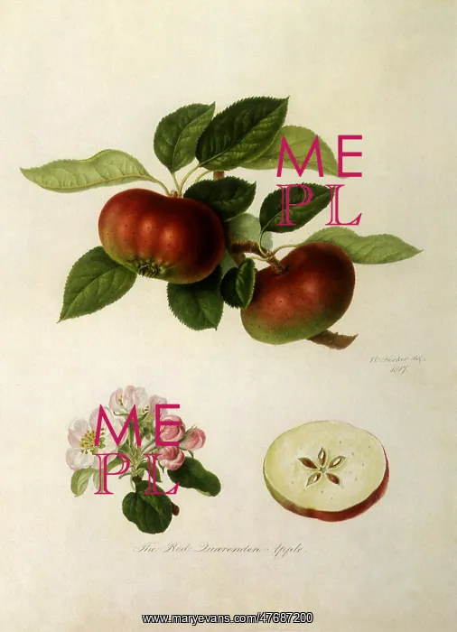 : Red Quarrenden Apples : Red Quarrenden Apples