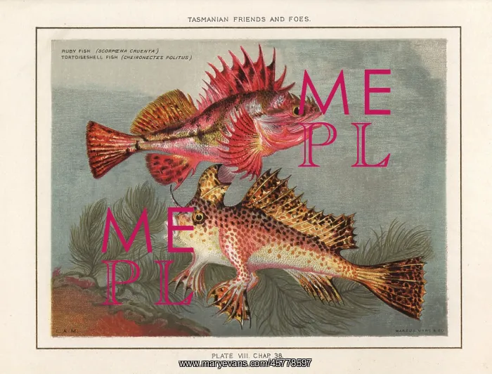 : Red rock cod and red handfish : Red rock cod and red handfish