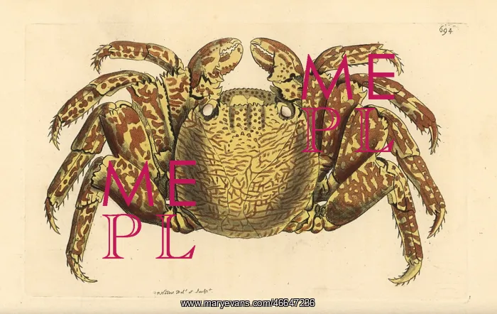 : Red rock crab, Cancer grapsus : Red rock crab, Cancer grapsus