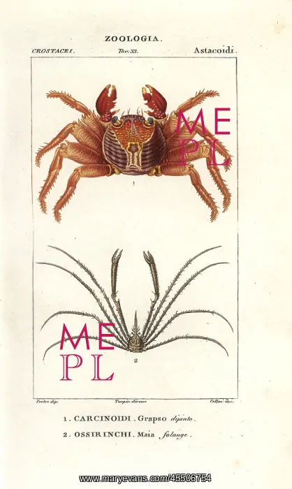 : Red rock crab, Grapsus grapsus, and spider : Red rock crab, Grapsus grapsus, and spider