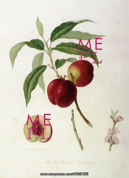  : Red Roman Nectarines
