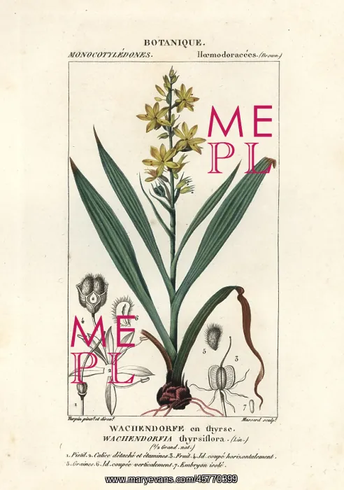 : Red root, Wachendorfia thyrsiflora : Red root, Wachendorfia thyrsiflora