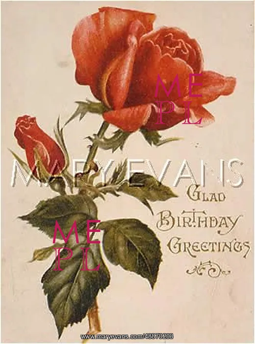  : RED ROSE. Just a single red rose and a rosebud