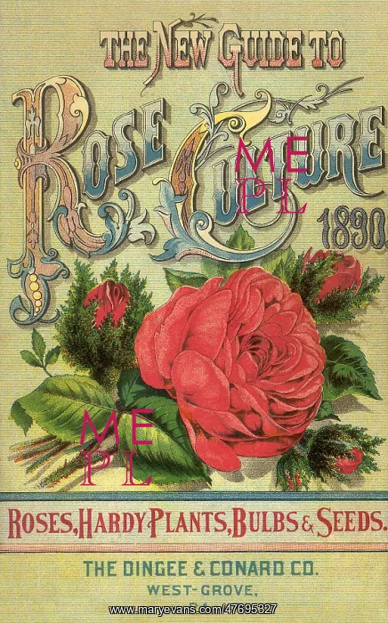  : Red Rose Cover