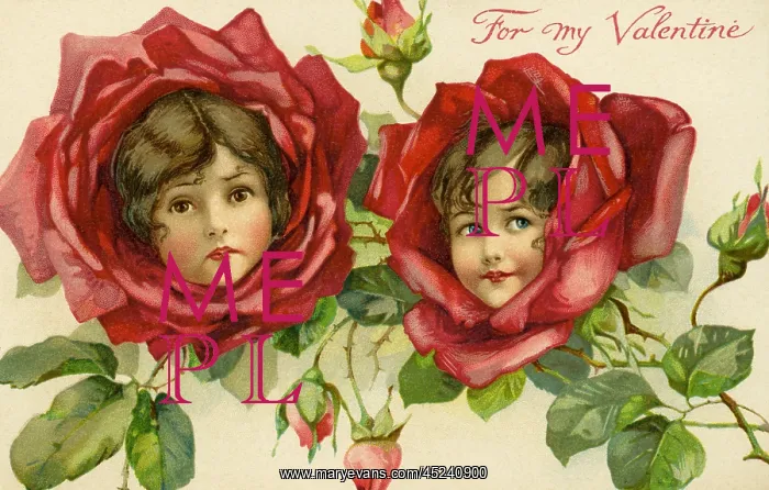 : Red rose flower faces : Red rose flower faces