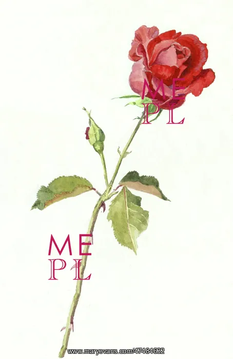  : A Red Rose ' with two rose buds