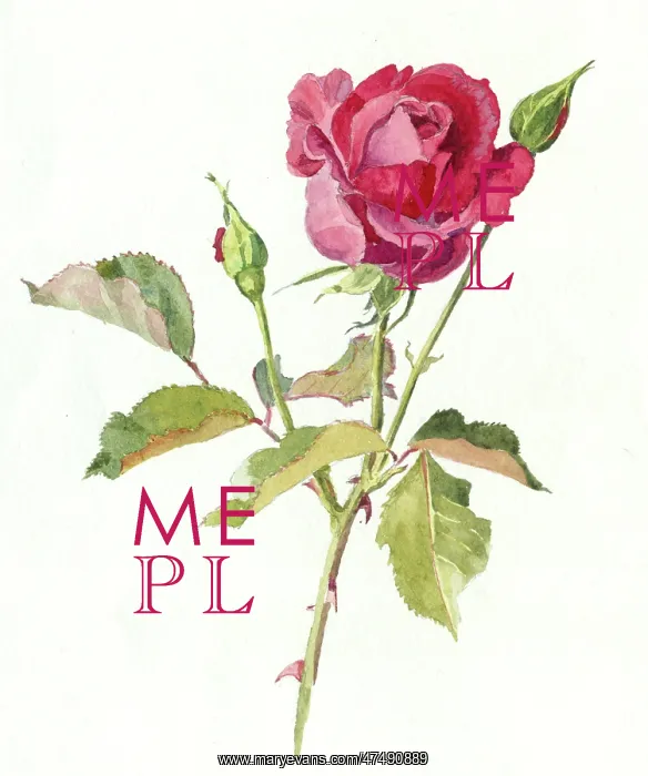 : A Red Rose ' with two rose buds