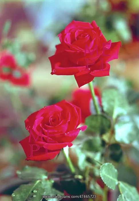  : Two Red Roses