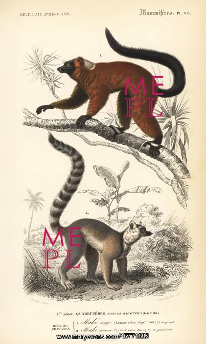 : Red ruffed lemur, Varecia rubra, and ring-tailed : Red ruffed lemur, Varecia rubra, and ring-tailed
