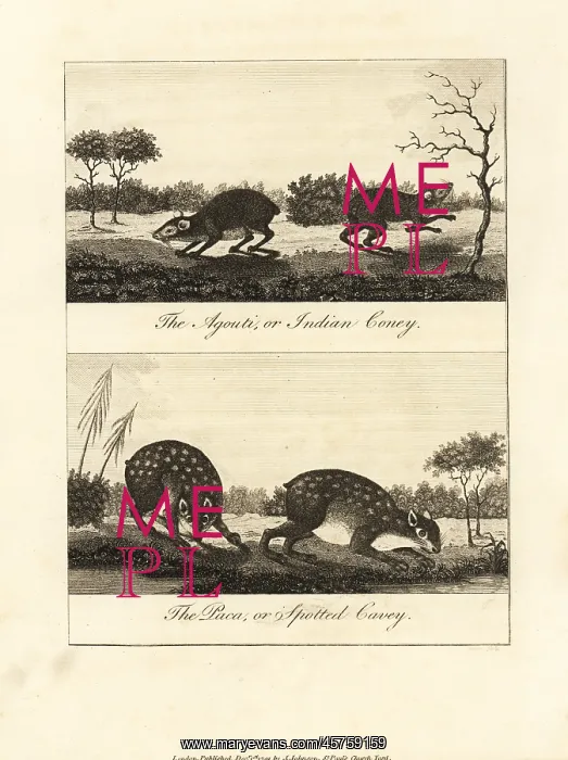 : Red-rumped agouti and spotted paca : Red-rumped agouti and spotted paca