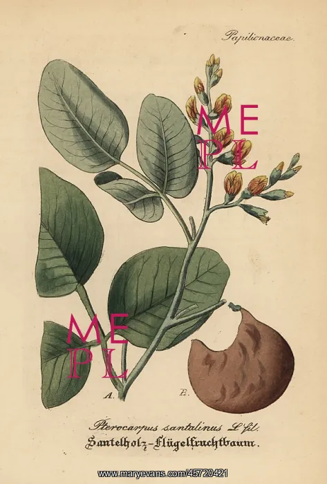 : Red sandalwood, Pterocarpus santalinus. Endangered : Red sandalwood, Pterocarpus santalinus. Endangered