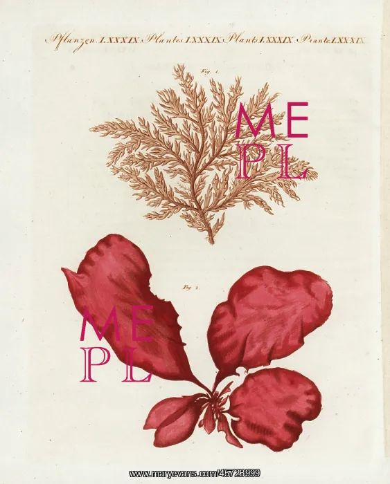  : Red seaweed and sea lettuce