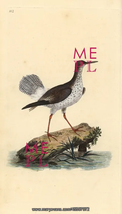 : Red shank, Tringa totanus : Red shank, Tringa totanus