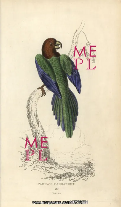 : Red shining parrot, Prosopeia tabuensis : Red shining parrot, Prosopeia tabuensis